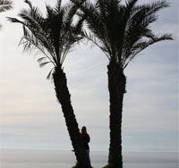 Palmbomen La Herradura