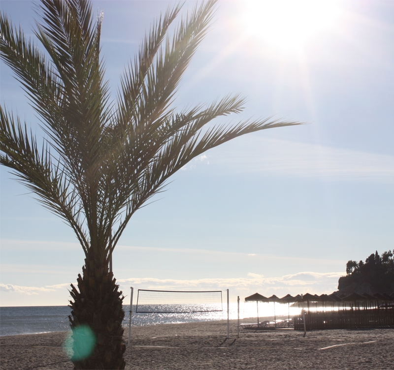 Burriana 20121205Palm