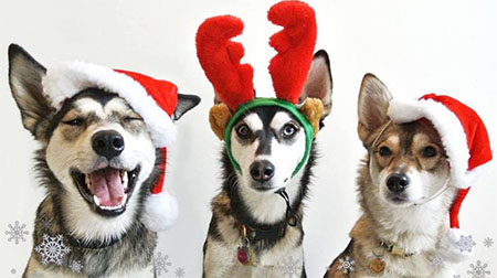 Nerja APA kersthondenshow