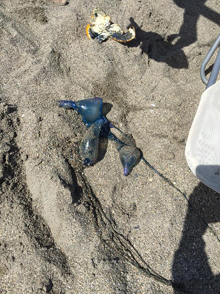 Nerja Portugees Oorlogsschip foto Nassa