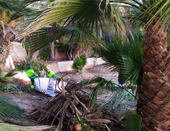 Nerja palmbomen onderhoud